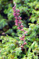 Image of Royal helleborine