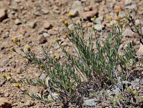 Erigeron petrophilus var. viscidulus (A. Gray) G. L. Nesom resmi