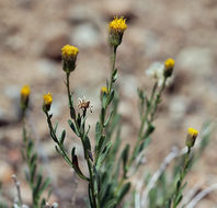 Слика од Erigeron petrophilus var. viscidulus (A. Gray) G. L. Nesom