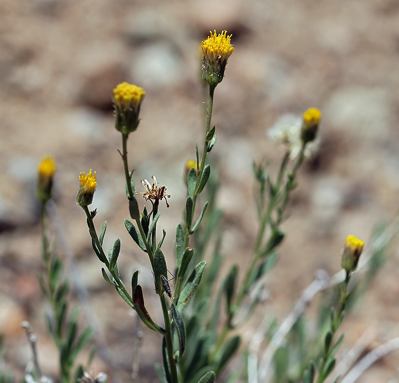 Image of rockloving erigeron