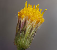 Erigeron petrophilus var. viscidulus (A. Gray) G. L. Nesom resmi