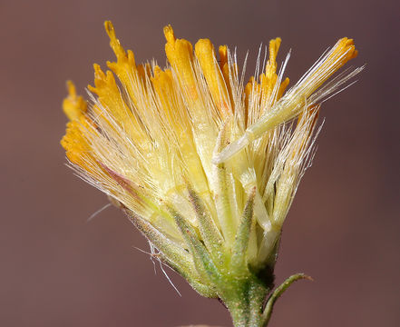 Erigeron petrophilus var. viscidulus (A. Gray) G. L. Nesom resmi