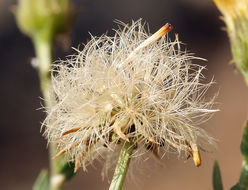 Image of rockloving erigeron