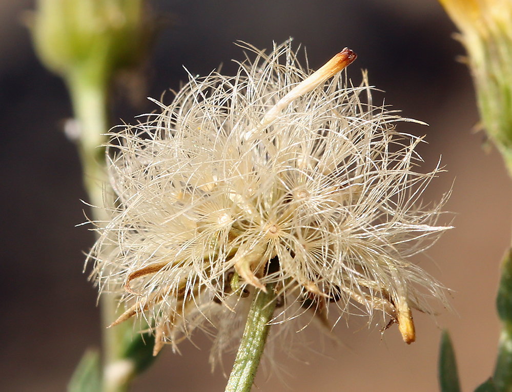 Слика од Erigeron petrophilus var. viscidulus (A. Gray) G. L. Nesom