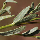 Слика од Erigeron petrophilus var. viscidulus (A. Gray) G. L. Nesom