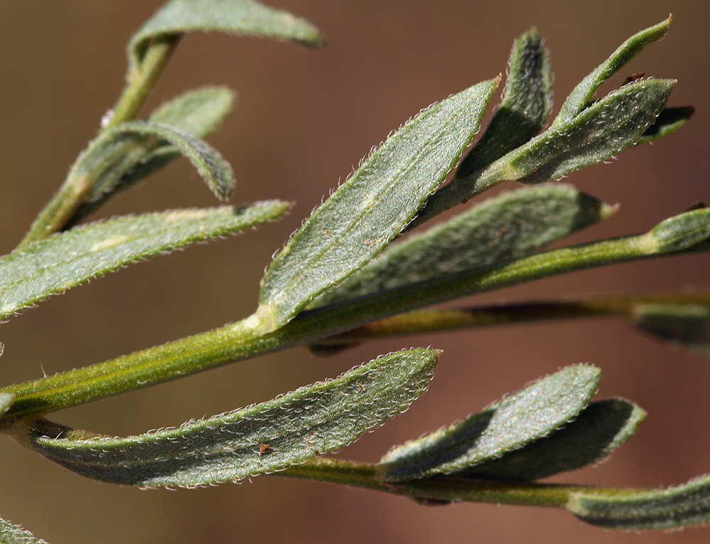 Слика од Erigeron petrophilus var. viscidulus (A. Gray) G. L. Nesom