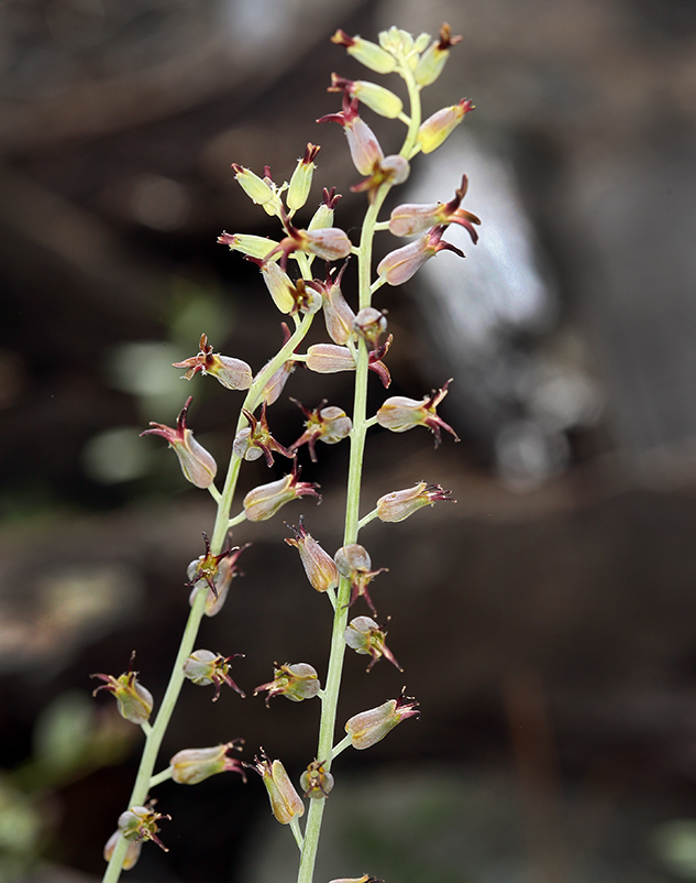 Слика од Streptanthus barbatus S. Watson