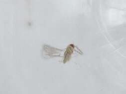 صورة Chrysonotomyia