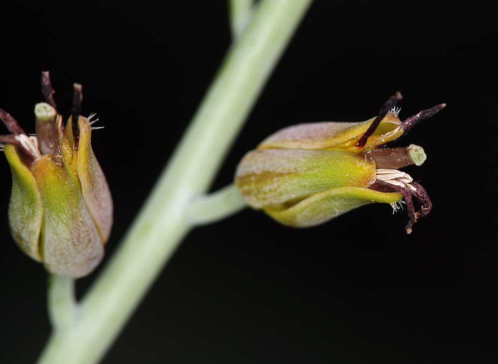 Слика од Streptanthus barbatus S. Watson