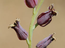 Слика од Streptanthus barbatus S. Watson