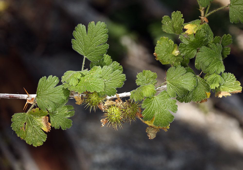 Image de Ribes binominatum A. A. Heller