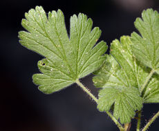 Image of ground gooseberry