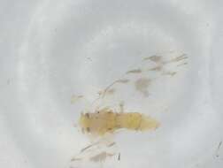 Image of Rugose Spiraling Whitefly