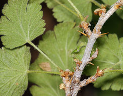 Image of ground gooseberry