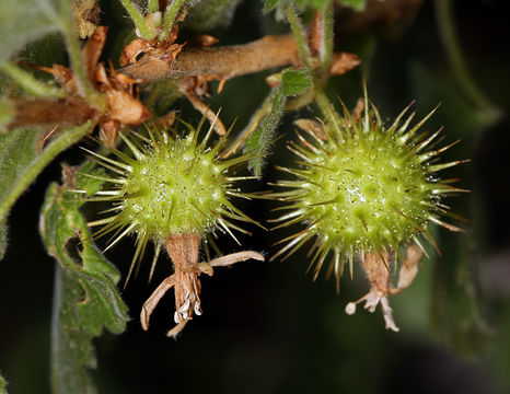 Image of ground gooseberry