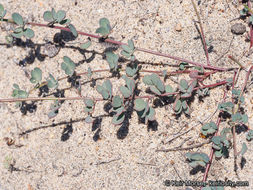 Image de <i>Acmispon prostratus</i>