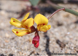 <i>Acmispon prostratus</i>的圖片