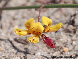 <i>Acmispon prostratus</i>的圖片