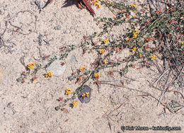 <i>Acmispon prostratus</i>的圖片