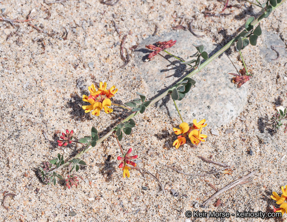 <i>Acmispon prostratus</i>的圖片