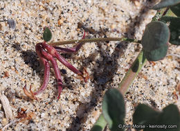 <i>Acmispon prostratus</i>的圖片