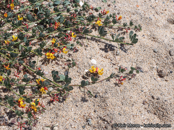 <i>Acmispon prostratus</i>的圖片