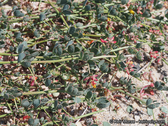 <i>Acmispon prostratus</i>的圖片