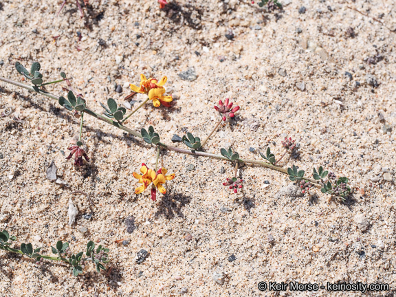 <i>Acmispon prostratus</i>的圖片