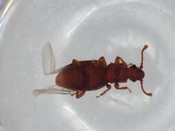 Image of Monotominae