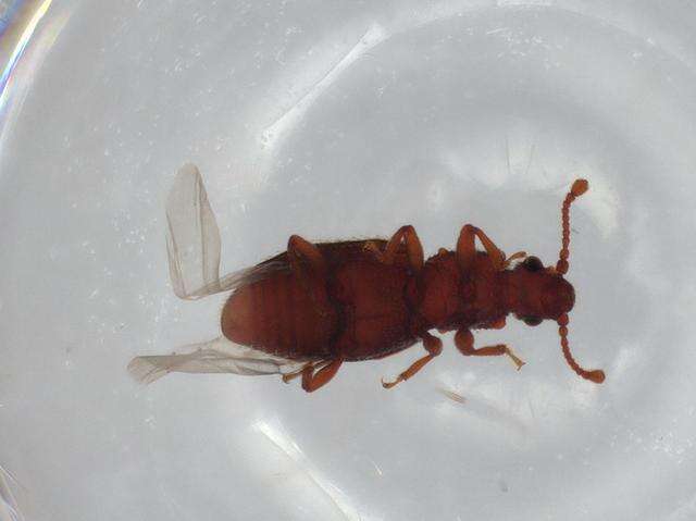 Image of Monotominae