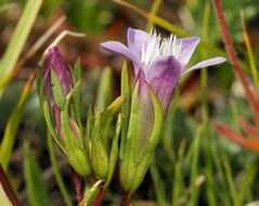 Imagem de Gentianella amarella subsp. acuta (Michx.) Gillett