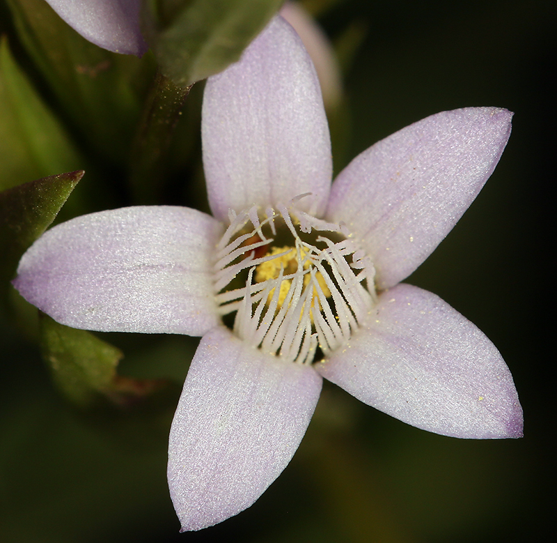 Image of autumn dwarf gentian