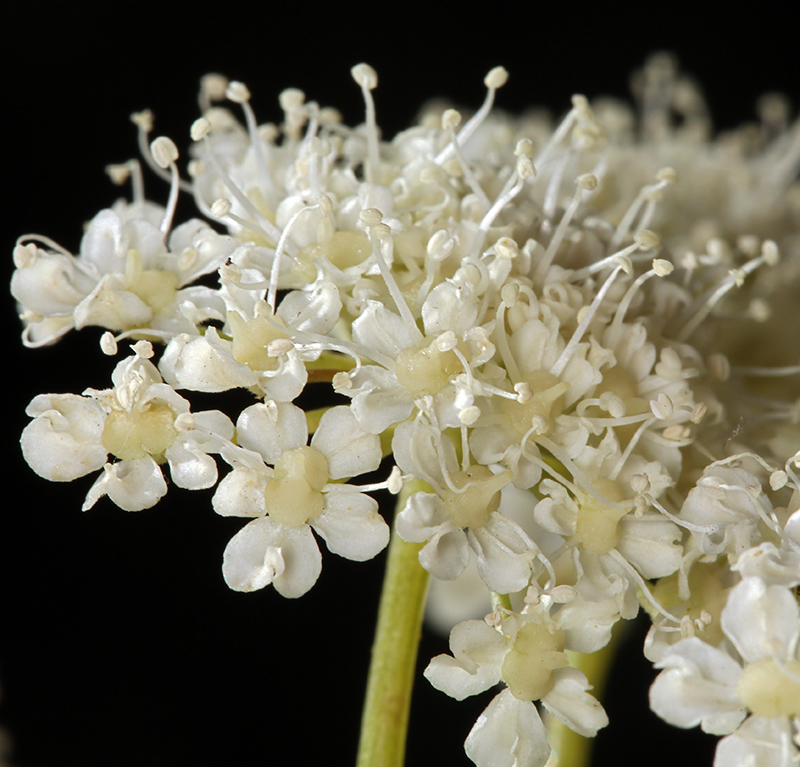 Image of woolly angelica