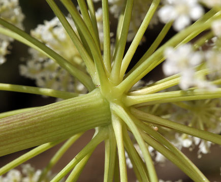 Angelica tomentosa S. Wats. resmi