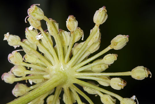Image of woolly angelica