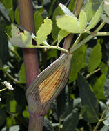 Image of woolly angelica