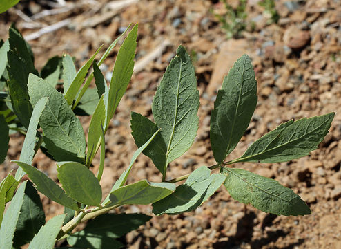 Image of woolly angelica