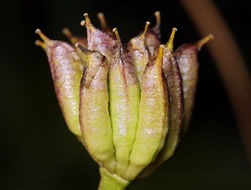 Image de Caltha leptosepala DC.