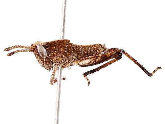 Image of lubber grasshoppers