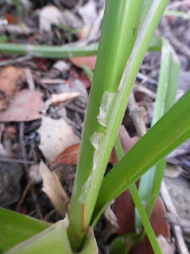 Image of Tall flatsedge