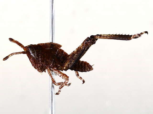 Image of lubber grasshoppers