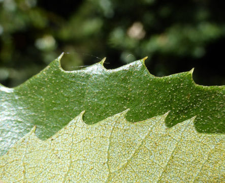 Слика од Quercus chrysolepis Liebm.