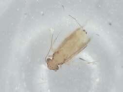 Image of Lepidopsocinae