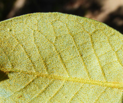 Image de Quercus chrysolepis Liebm.