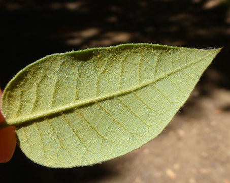 Image de Quercus chrysolepis Liebm.