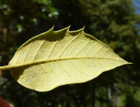 Image de Quercus chrysolepis Liebm.