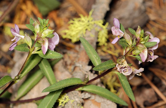 Imagem de Pedicularis racemosa Dougl. ex Hook.