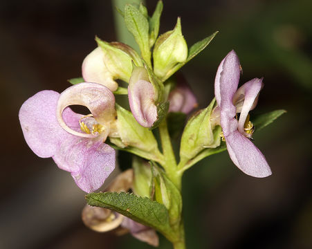 Image of sickletop lousewort