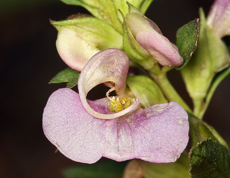 Imagem de Pedicularis racemosa Dougl. ex Hook.