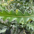 Image of Ashby's banksia